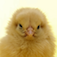 TalkingChick