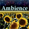 Ambience