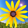 Dream Flower