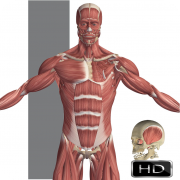 Visual Anatomy