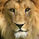 Talk Lion