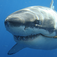 CoolSharks