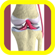 VISUAL: Muscle & Skeletal Anatomy