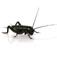 iCricket