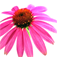 iPlant