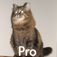 Pichirp Pro