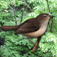 BirdClock