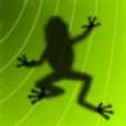 Ancient Frog