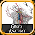 Gray Anatomy