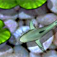 Lily Pads