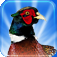 Pheasant3D