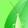 CricketSong