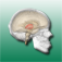 Neuroanat.