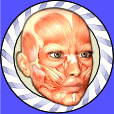 Speed Anatomy (Quiz)