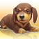 My Dog
