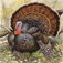 F.Turkeys