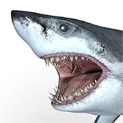 Great White F