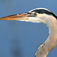 Chesapeake Bay Field Guide