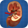iURO Kidney PRO