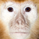 Singing Monkey