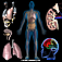 AnatomyUlt