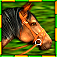 Gallop for Gold
