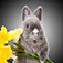 Talking Bunny