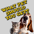 Pet Quiz