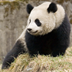 Panda**