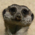 Animals Spot