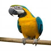TalkingParrot
