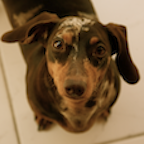 Dog Breeds App