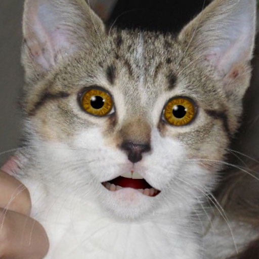 Singing Cat