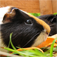 Piggies