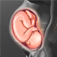 Pregnancy