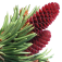 iForest