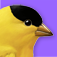 iBird Yard