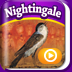 NightingalezPD