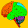 Brain & Nerves: The Human Nervous System Anatomy