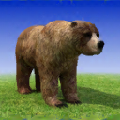 Bear Madness