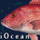 iOcean