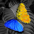 PhotoWizard