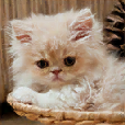Cats Spot