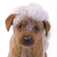 Talking Pup