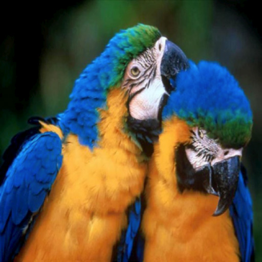 iAnimalKingdom