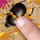 Insect Smash