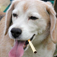 Insult Dog