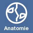 Anatomie