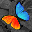 Photo Editor - PhotoWizard Free