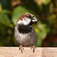 Birds of Britain
